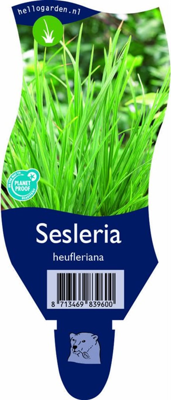 Sesleria heufleriana - P11